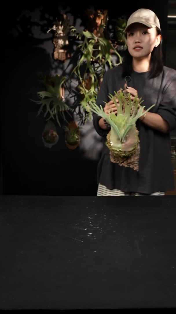 不开花植物LC1217-16 野银