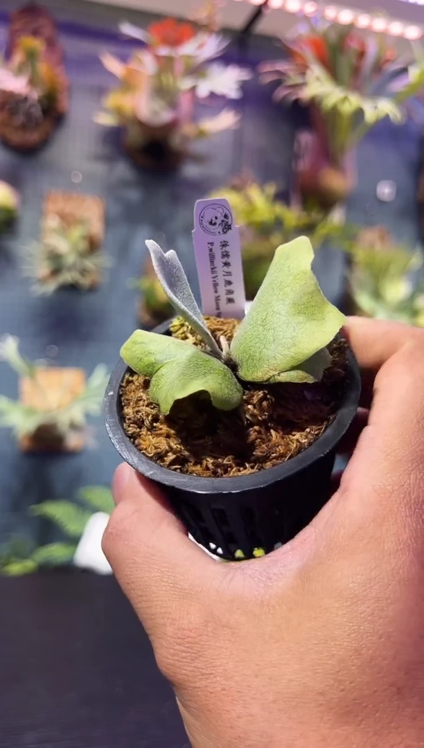 完全开放杯苗编号 36侏儒黄月