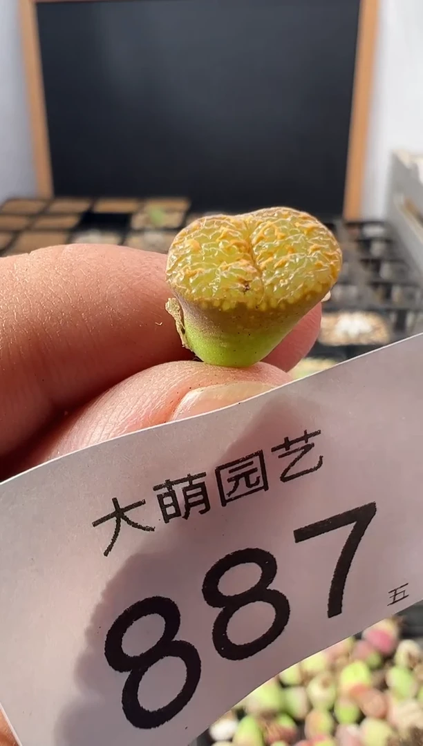 一物一拍       --887