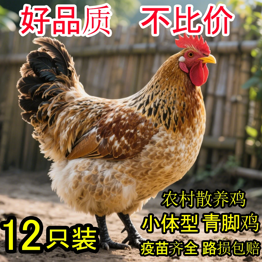 正宗麻羽土鸡12只发货宠物鸡半斤左右发货绿壳蛋鸡顺丰包邮J3