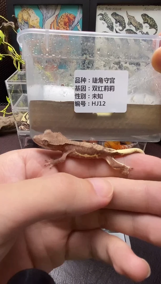 睫角守宫鳞与尾 Scale Tail 爬宠HJ12