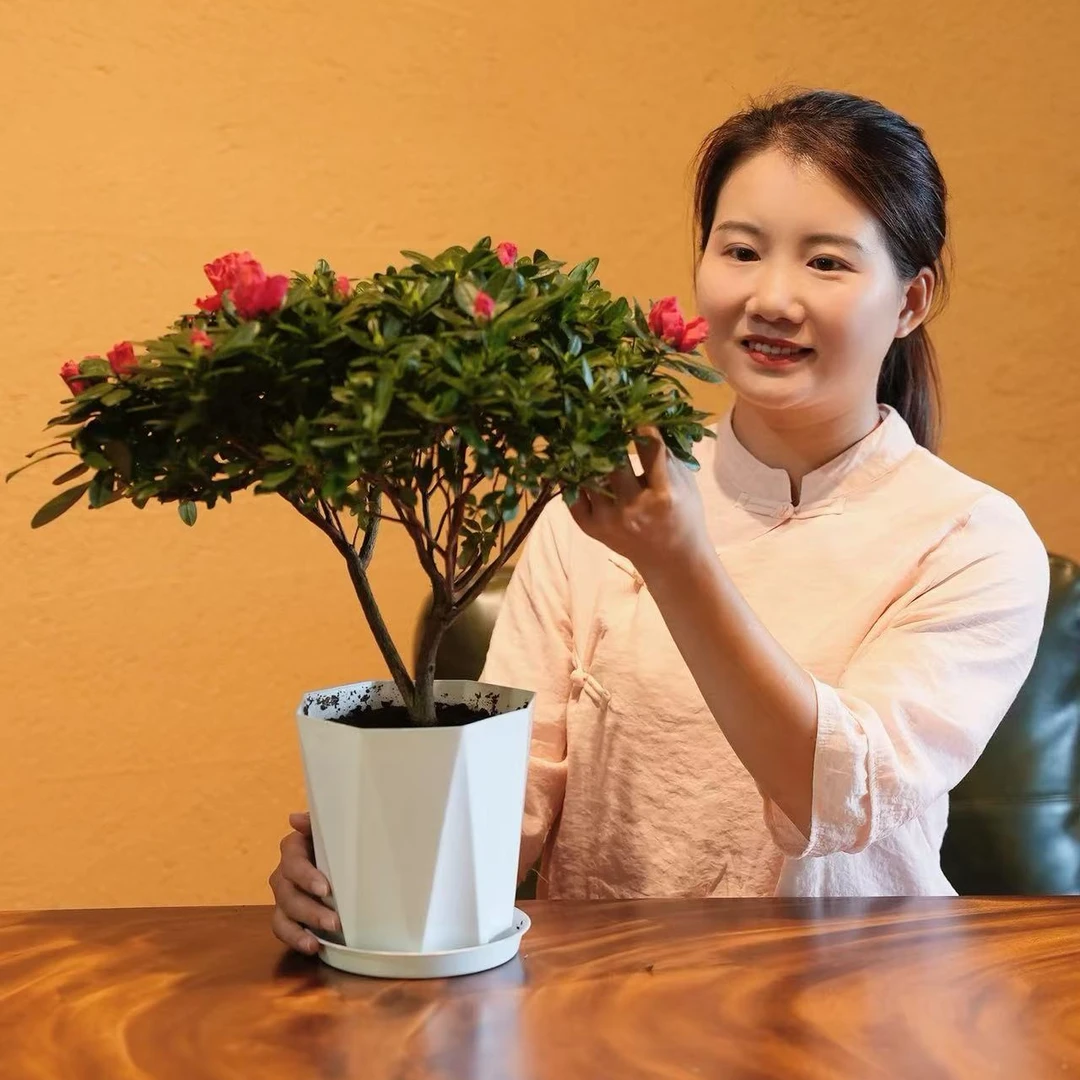 杨梅红红宝石比利时杜鹃花好养四季开花阳台庭院办公室精美盆栽