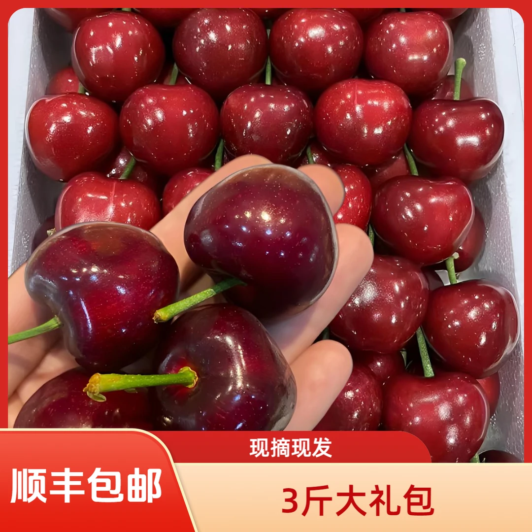 【3斤装】大连美早樱桃（现摘现发）坏果包赔 顺丰特快包邮1J-5J 净重2.5斤以上美早辽宁省