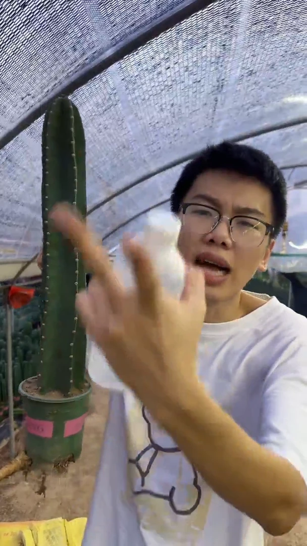 【带根】30cm 量天尺不带花苞仙人球