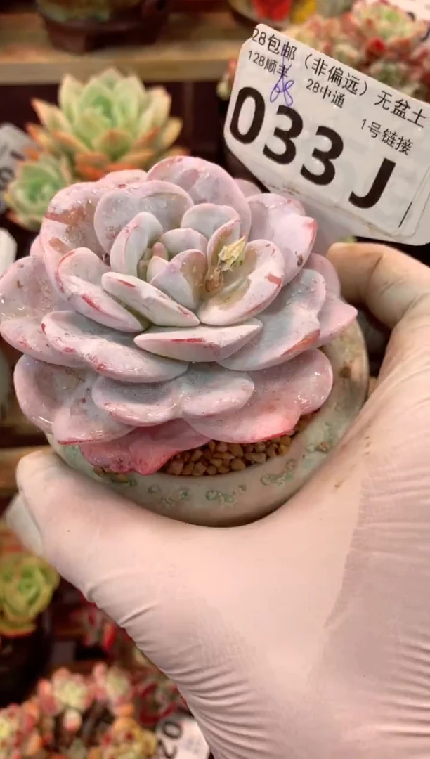 033J（一物一拍，精品多肉，w所见即所得 ）