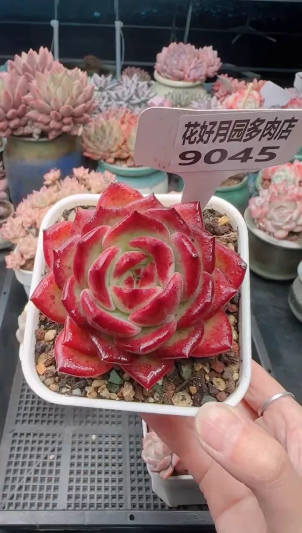 【闪购商品】9045夜魔侠