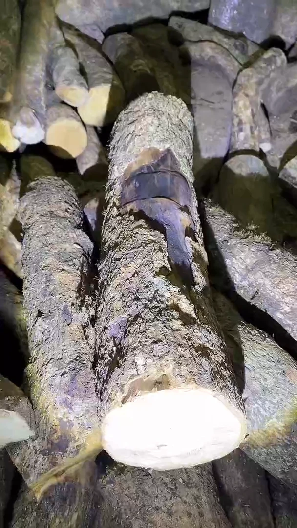 小叶桢楠金丝楠木