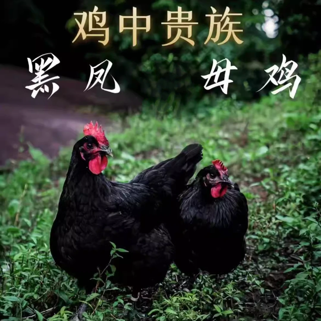 散养黑凤鸡 两只8.4斤左右