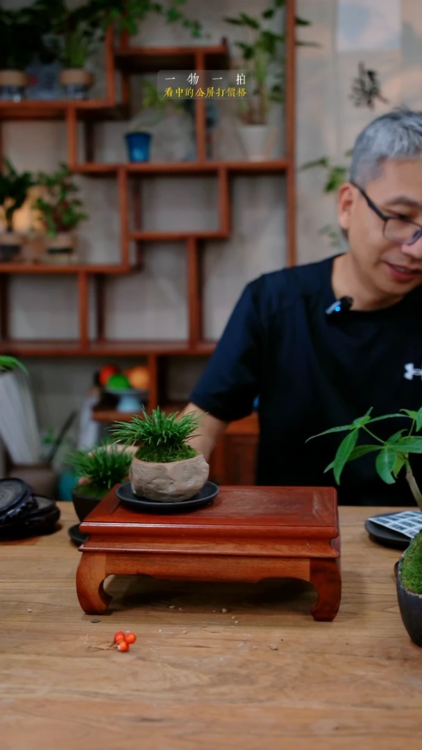 不开花植物花***音菖蒲112
