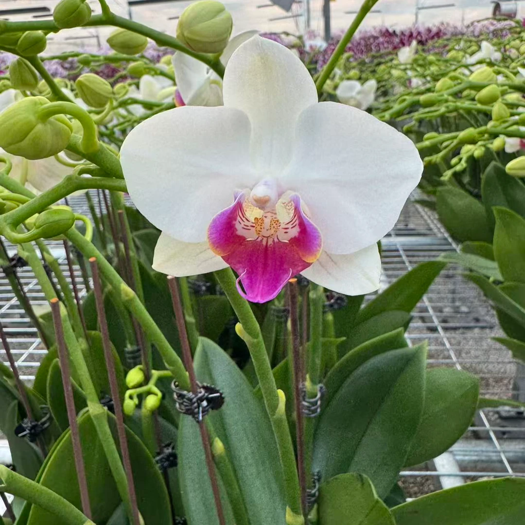 兰屿 LYSLAND【小魔仙】蝴蝶兰鲜花盆栽
