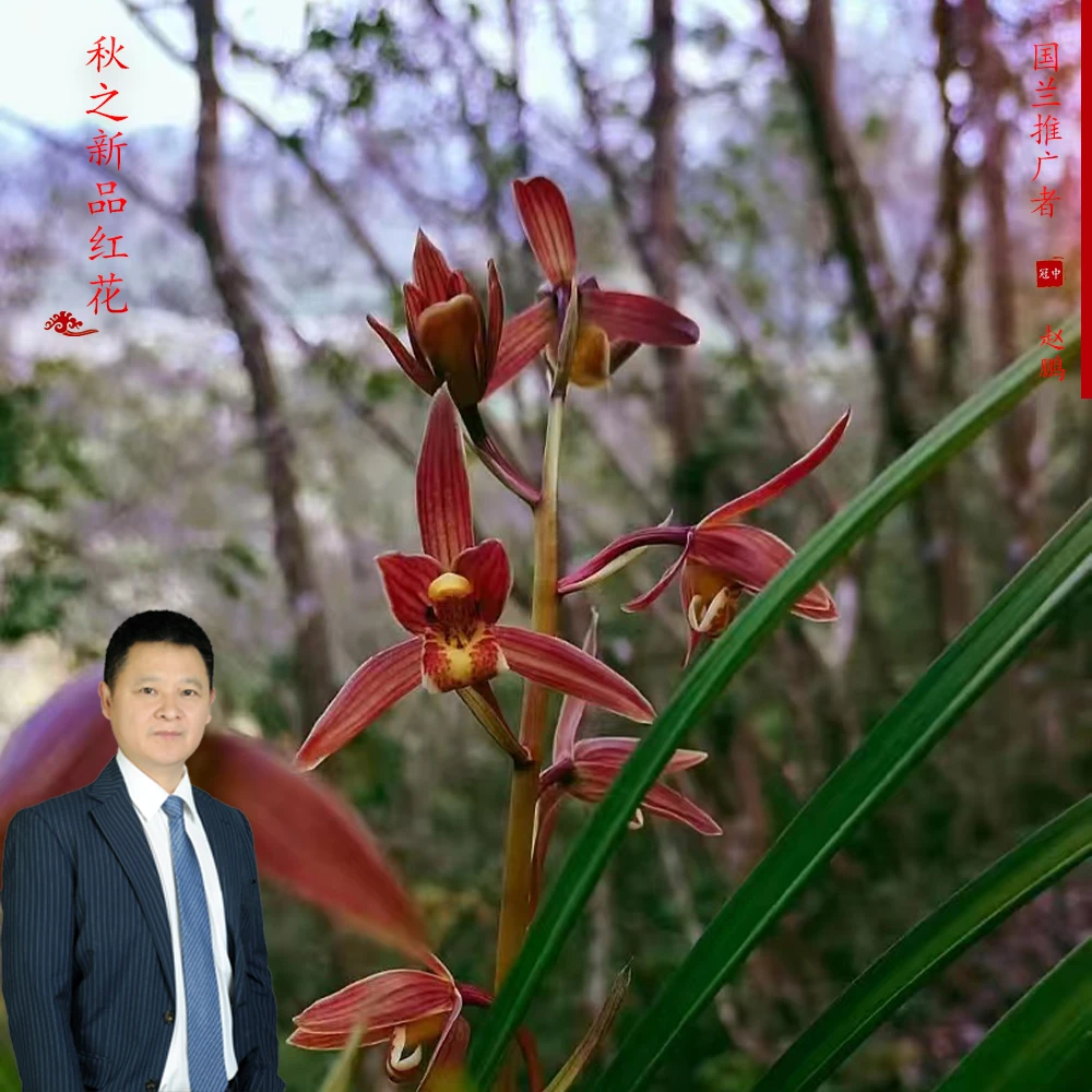 赵鹏推荐--秋芝新品红花