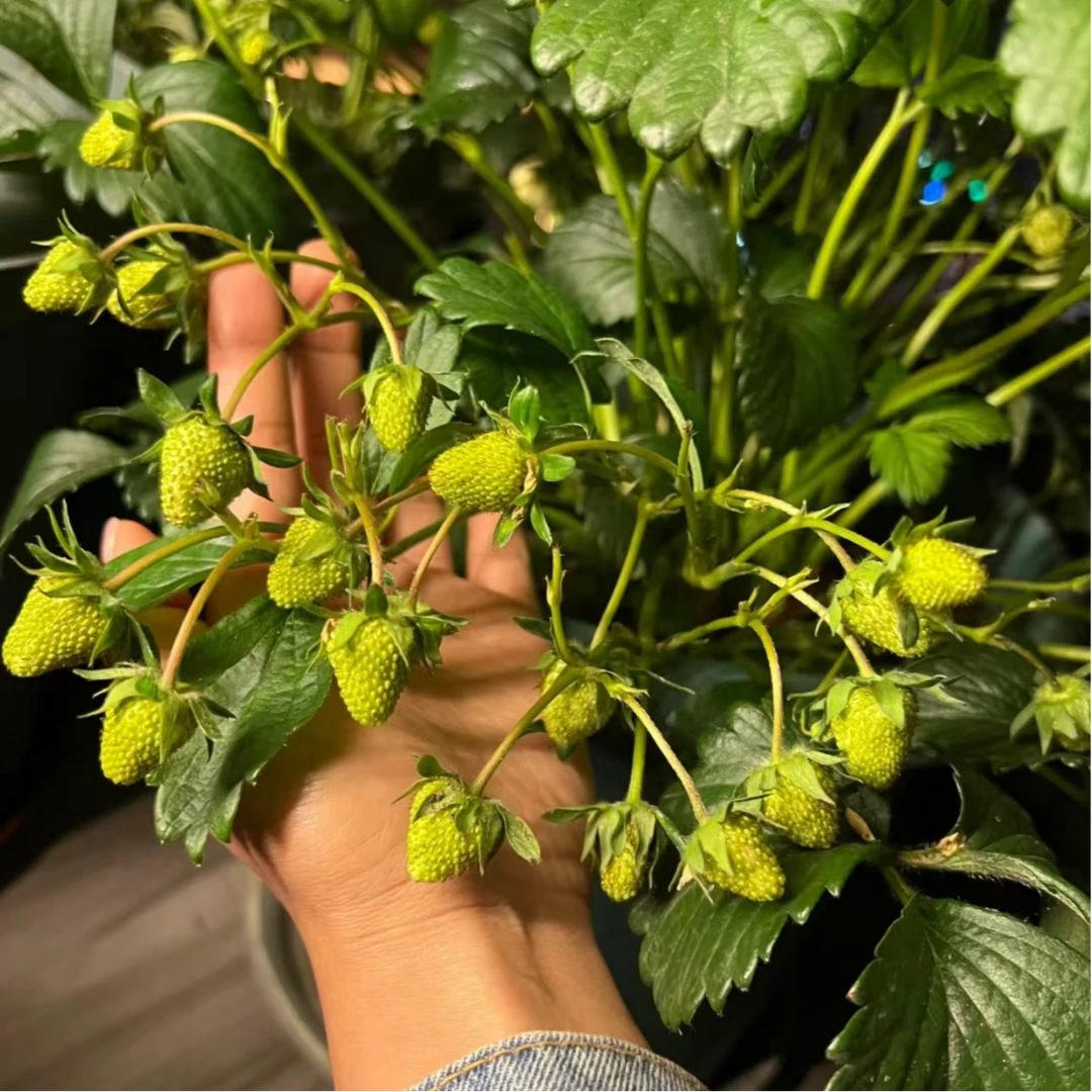 【带花带果】红颜奶油 草莓苗 盆栽 地栽 阳台室内外均可种植