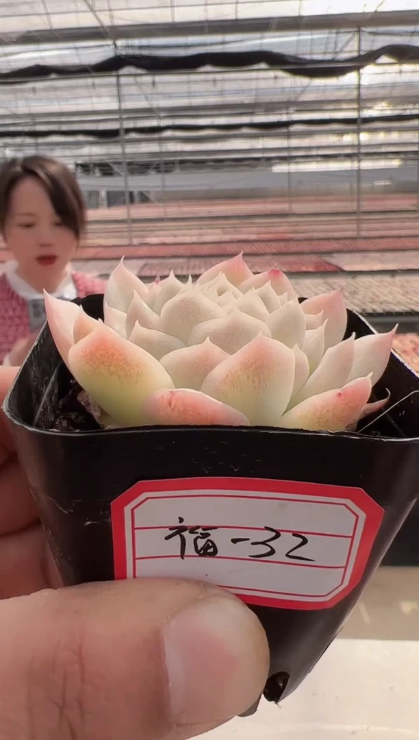 【闪购商品】福利款-32