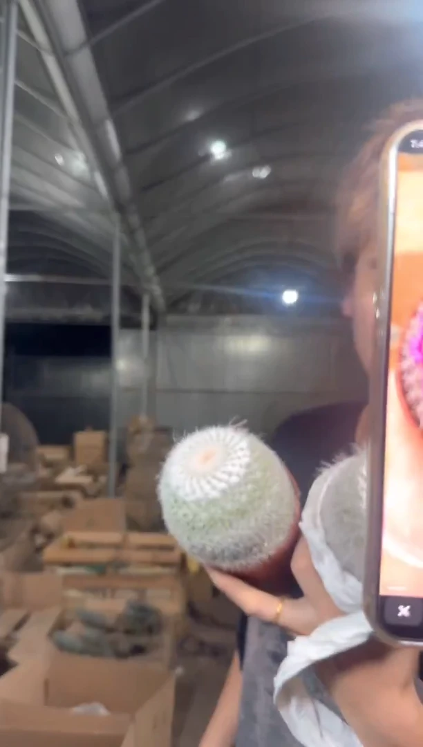 2颗 实生根 单头 玉翁 6-8cm