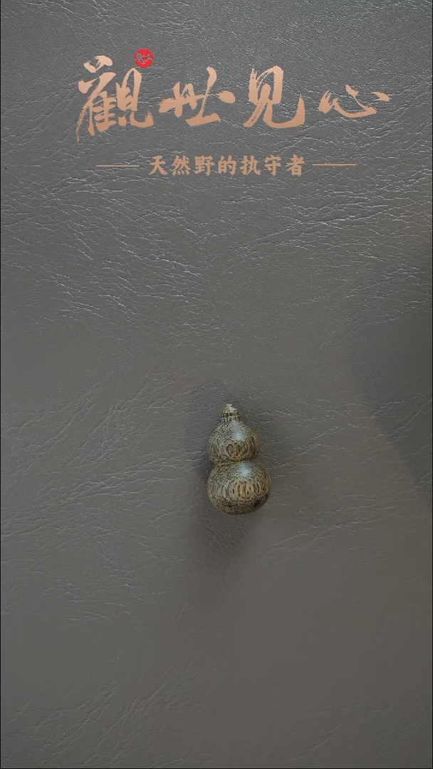 沉香沉香碎屑正区文莱福禄  2.8g