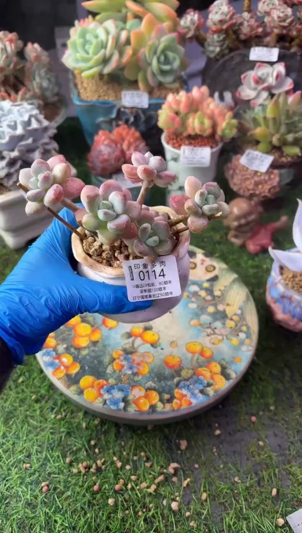 昆明印象多肉0114