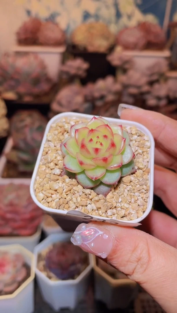 【闪购商品】232梦璃系列