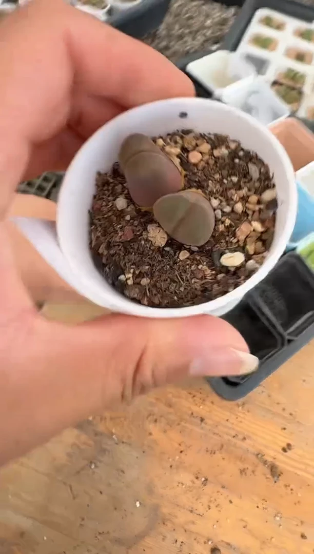 8-206多肉植物肉锥