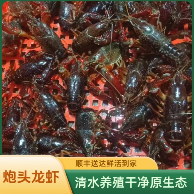 【清水养殖超大炮头龙虾】江苏金湖顺丰发货管四小龙虾鲜活小龙虾