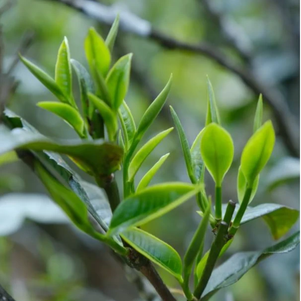 9月16日古树饼茶——357克饼茶通用链接