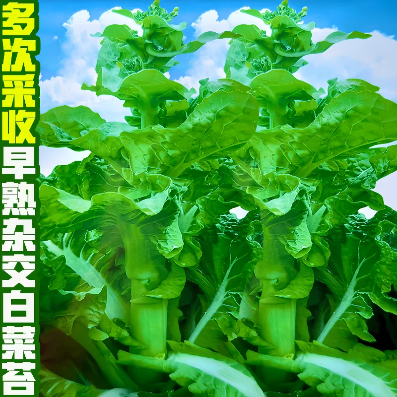 多次采收早熟白菜苔种子秋季耐寒杂交甜脆白菜心菜薹种籽蔬菜种子