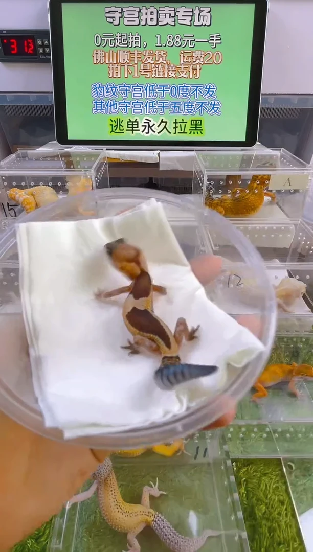 豹纹守宫豹纹肥尾成体苗子亚成