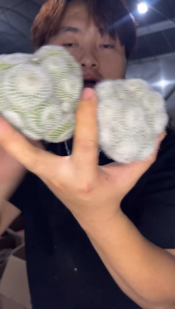 2颗 白雪光 群生【无根】