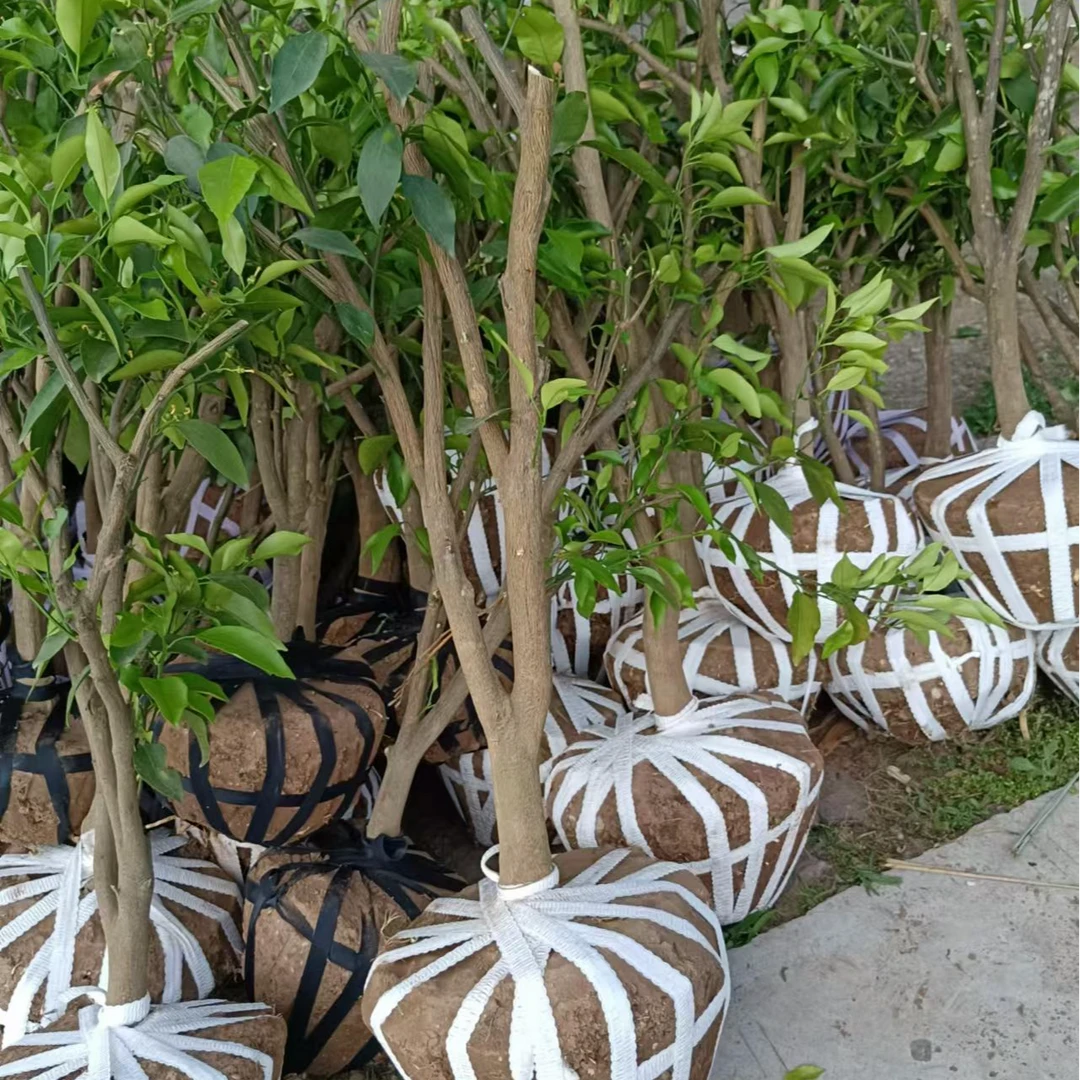 柑橘苗一物一拍裸根沾泥发货