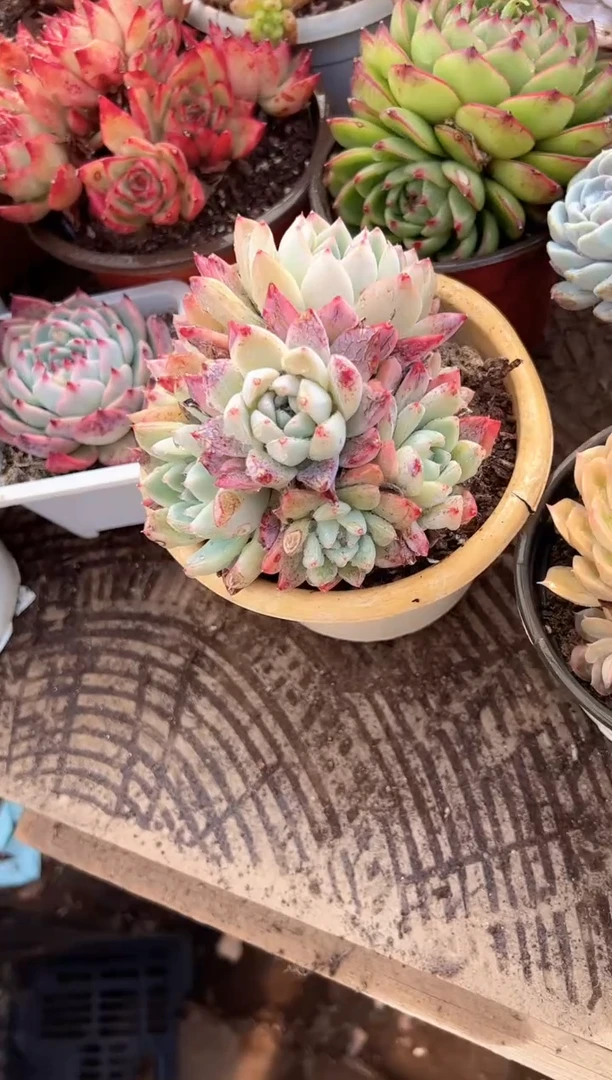 暖*多肉植物一物一拍01344