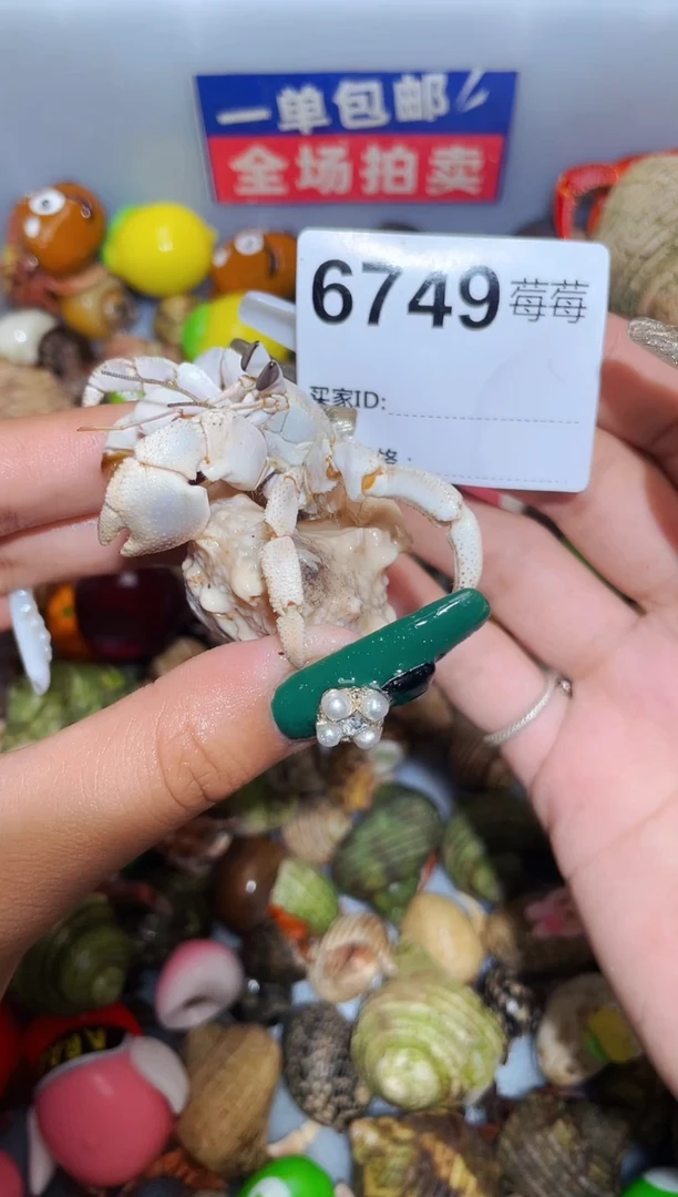 陌派甄选寄居蟹6749
