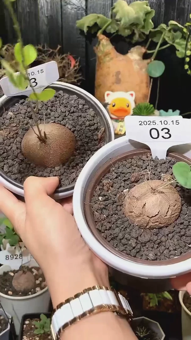 03号1015南非龟甲龙福利特价组合