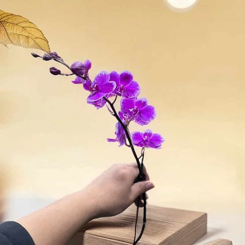 【胖胖】变异叉角满天红蝴蝶兰单花剑带花带花苞