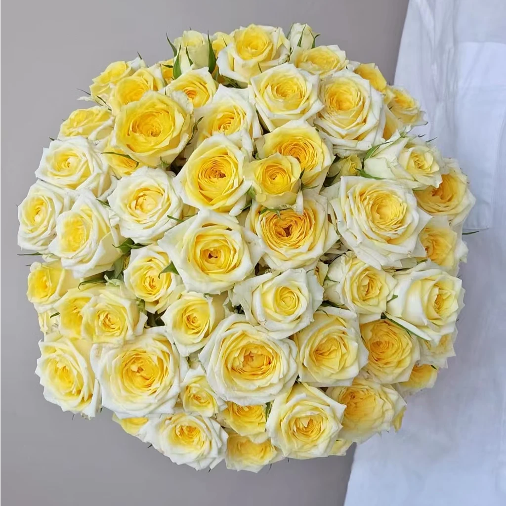 【独鬏鬏优选】A级鲜花 [娃娃公主] 多头玫瑰 现采现发 顺丰冷链发