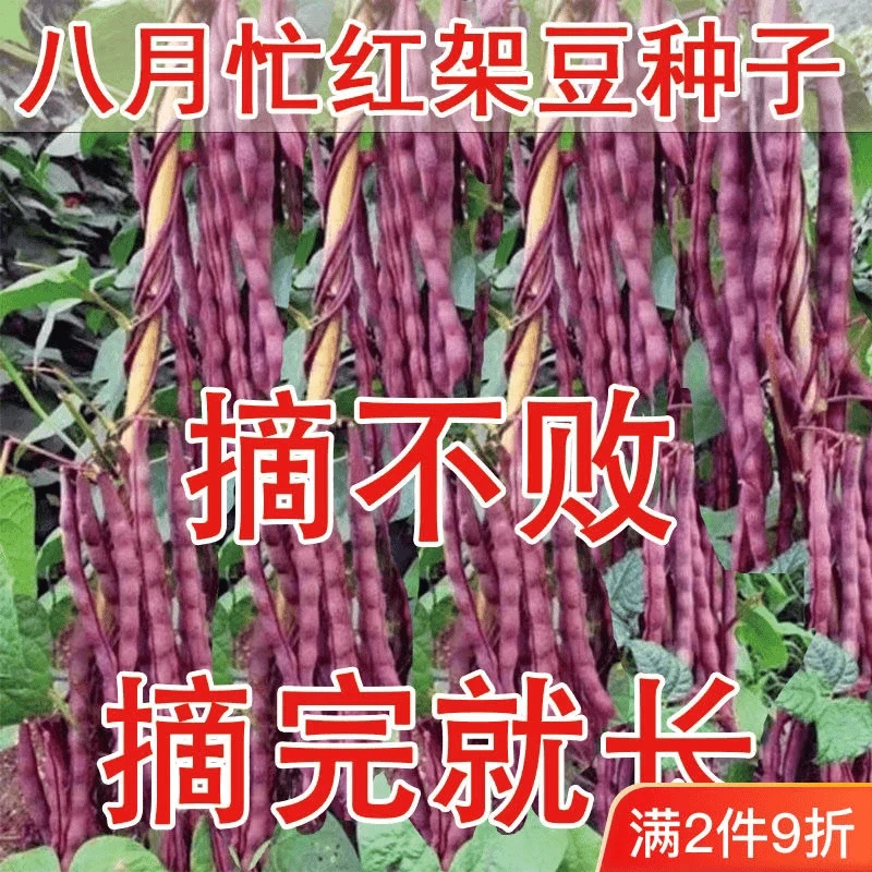 八月忙豆角种子冻死鬼耐寒耐热高产无筋四季豆