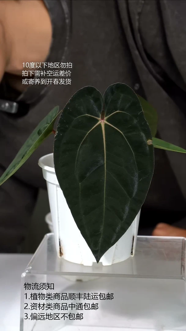 完全开放黑卡花烛