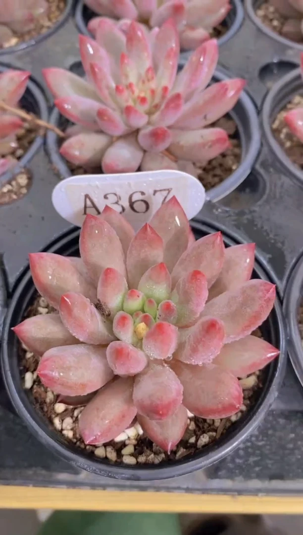 A367-虞美人单头脱土发（量拍）