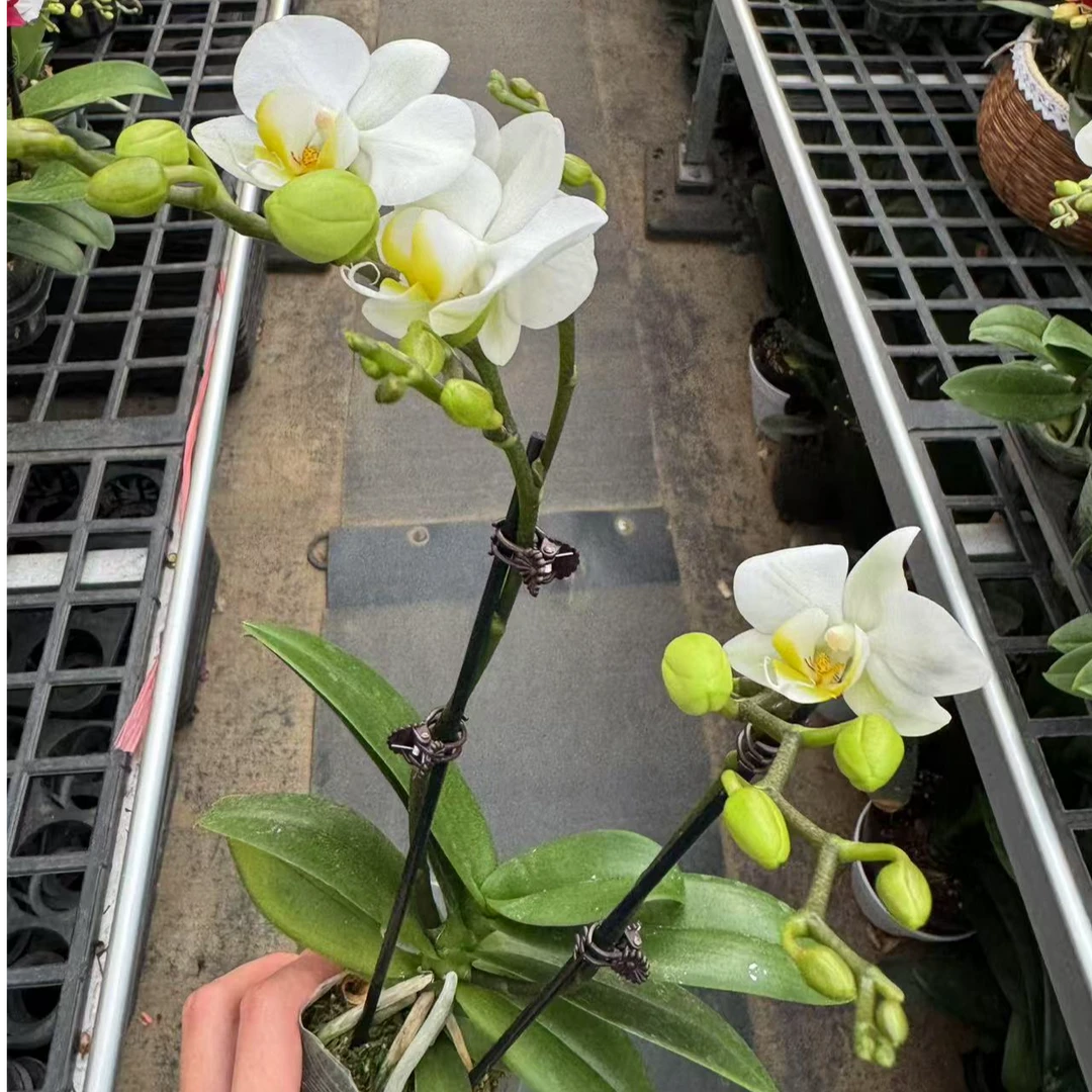 蝴蝶兰[莱希]昆明直发