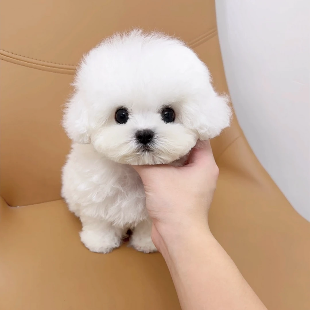 苏州幻影精品约克夏比熊马尔济斯自繁育犬舍