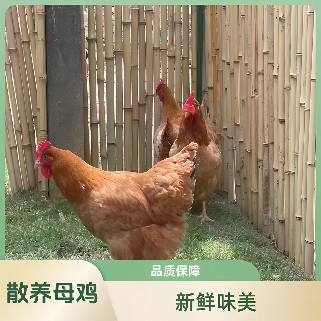 农家散养母鸡 鸡项 养足213日 到手3只