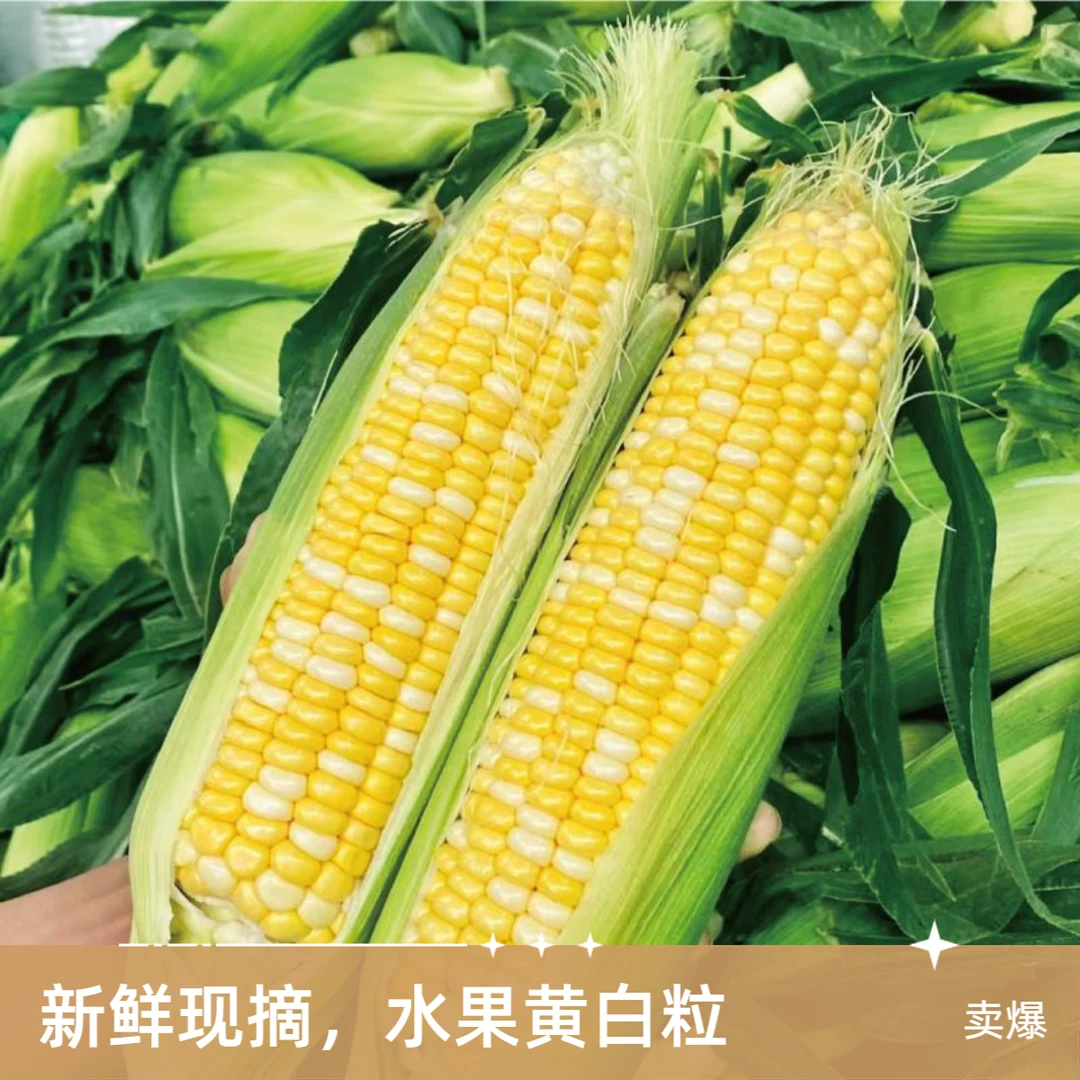 本地新鲜现摘鲜食大棚爆浆牛奶玉米3-5斤 京东或顺丰包邮水果玉米天津市