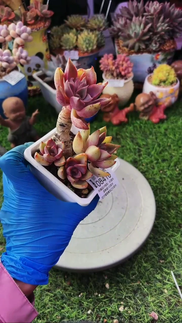 昆明印象多肉08410