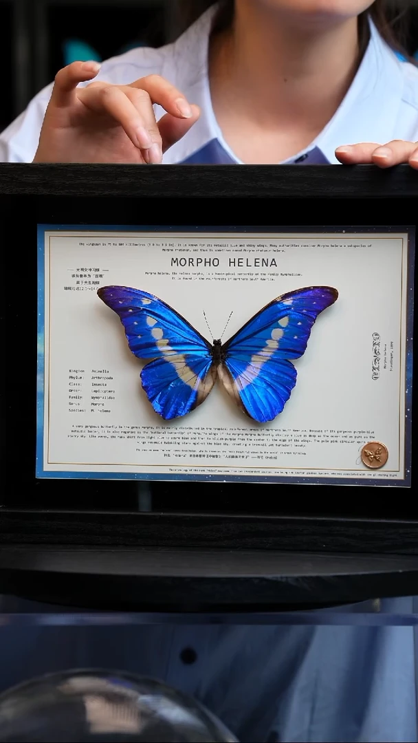 蝴蝶标本摆件竞拍光明女神闪蝶A239