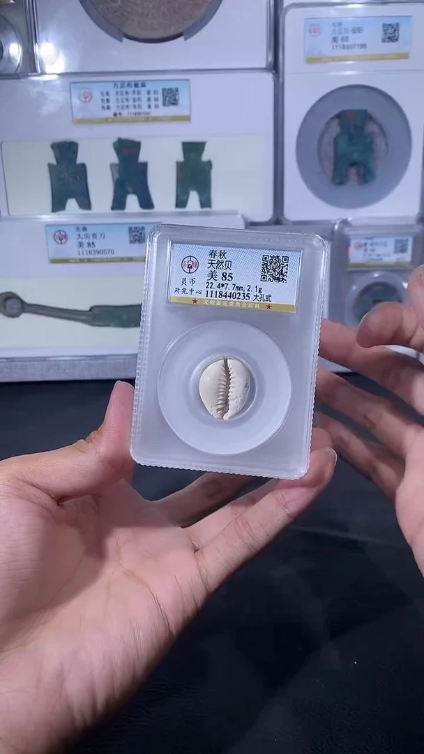 【闪购商品】铜琪珍天然贝一枚