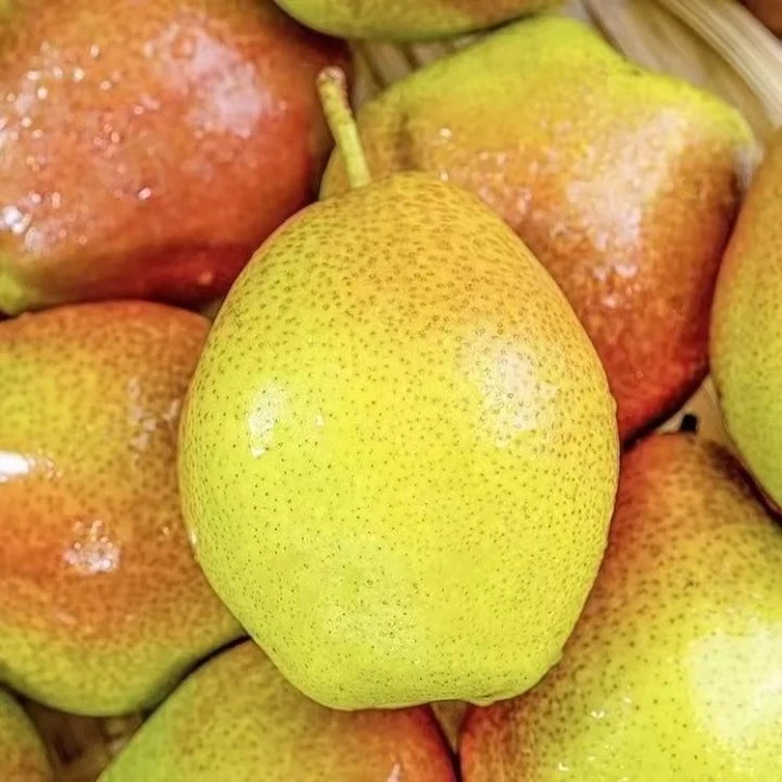 【小时达】库尔勒香梨500g