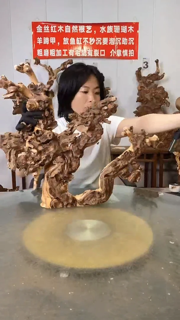 香榧木杨*羊金丝红木 羊蹄甲