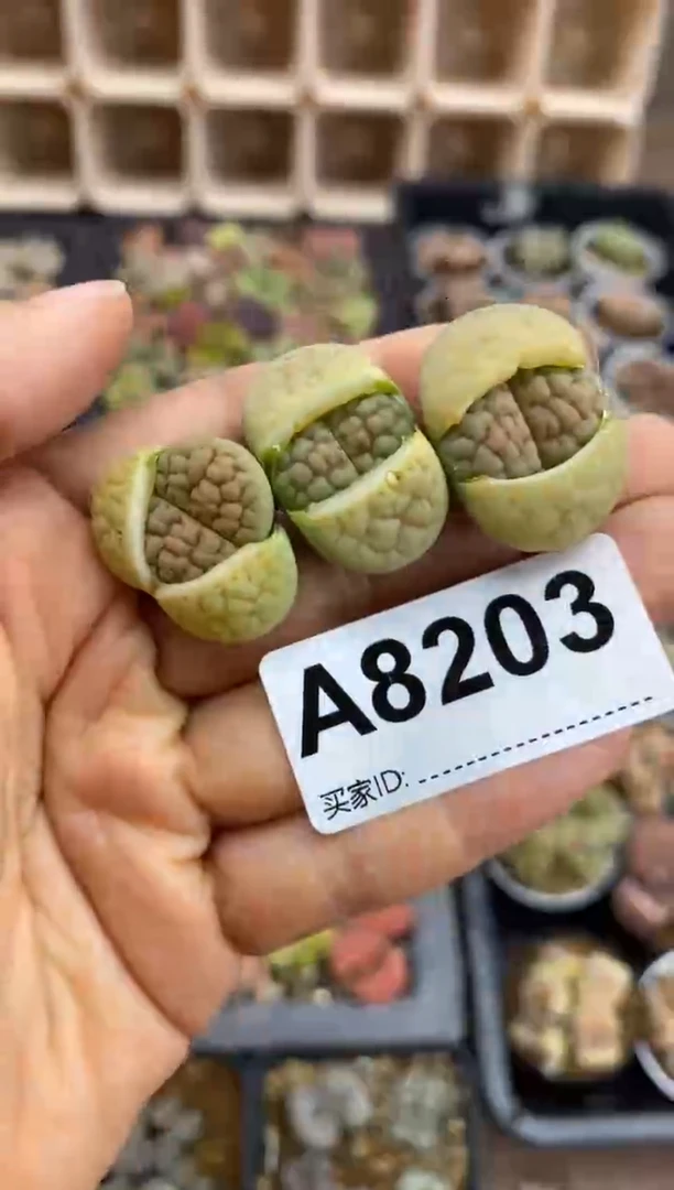 【闪购商品】8203直播一物一拍