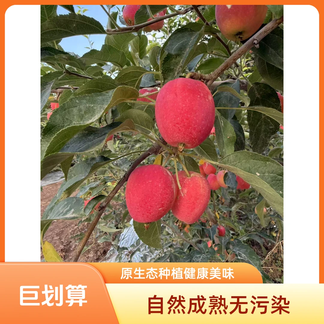 新疆阿克苏香妃海棠苹果清脆多汁，顺丰包邮，