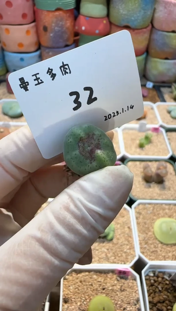 【闪购商品】25.1.14-32冉可可