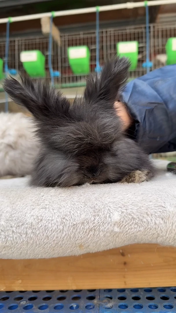 宠物兔宠物兔安哥拉兔