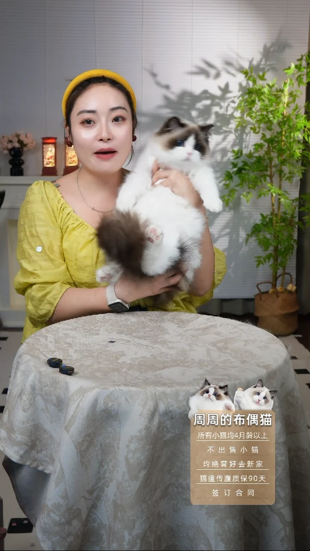 布偶猫周周家的布偶链接娜娜
